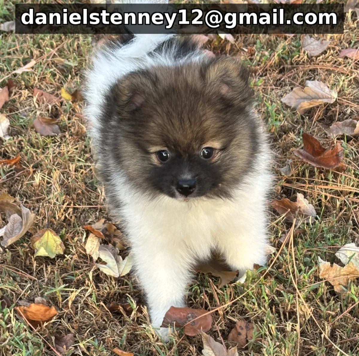 博美犬幼犬可供出售