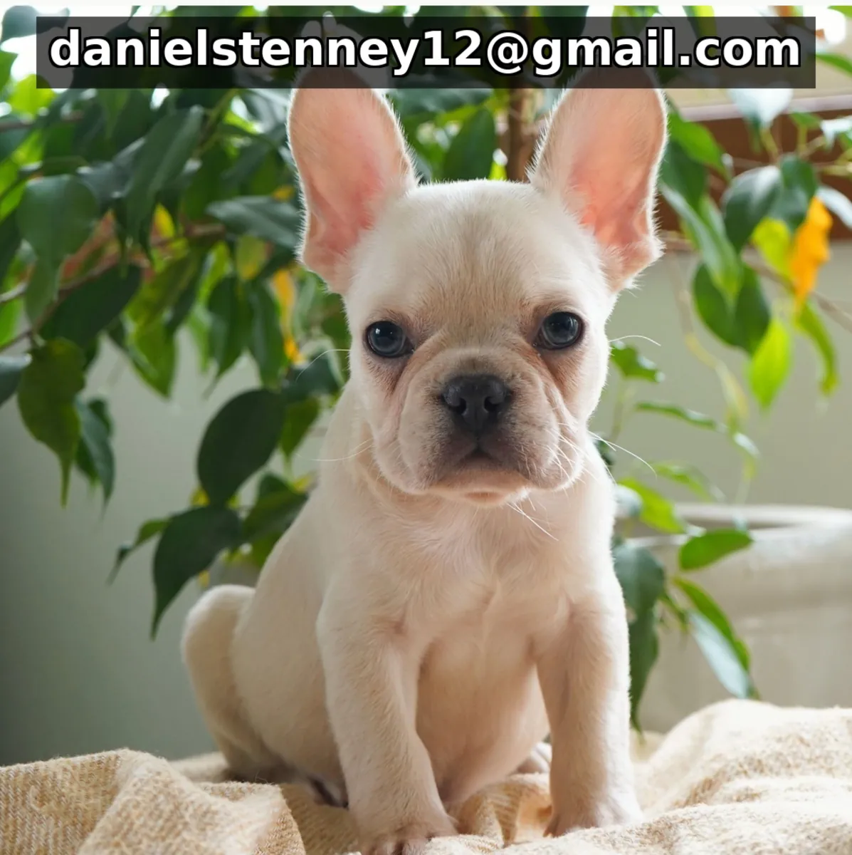 Chiots Bouledogue Français Disponibles
