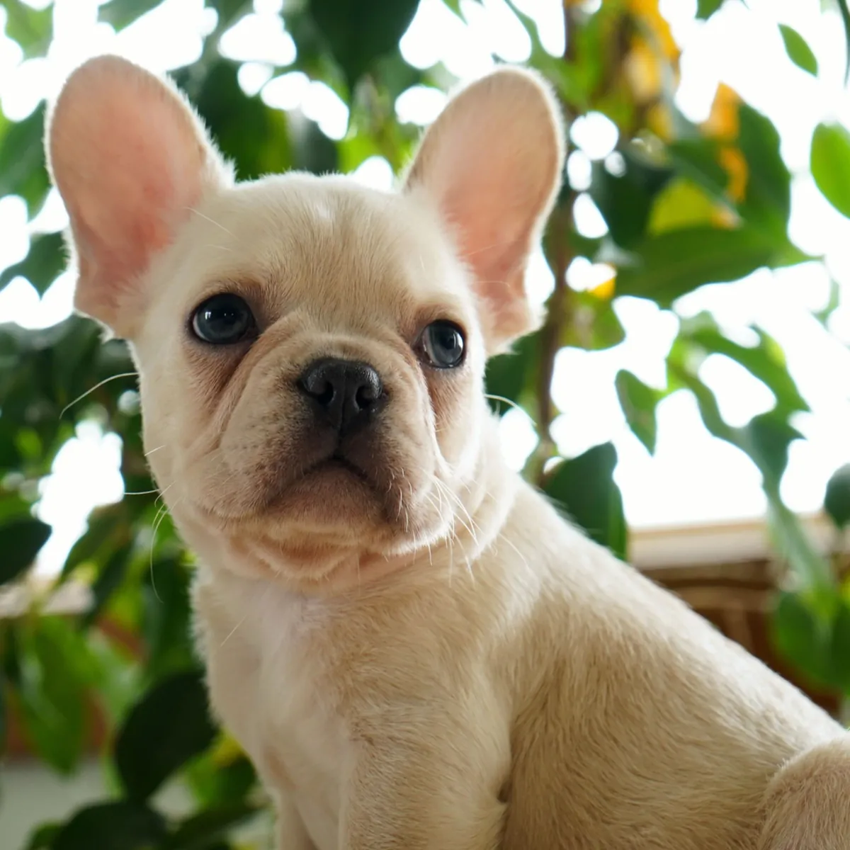 Chiots Bouledogue Français Disponibles