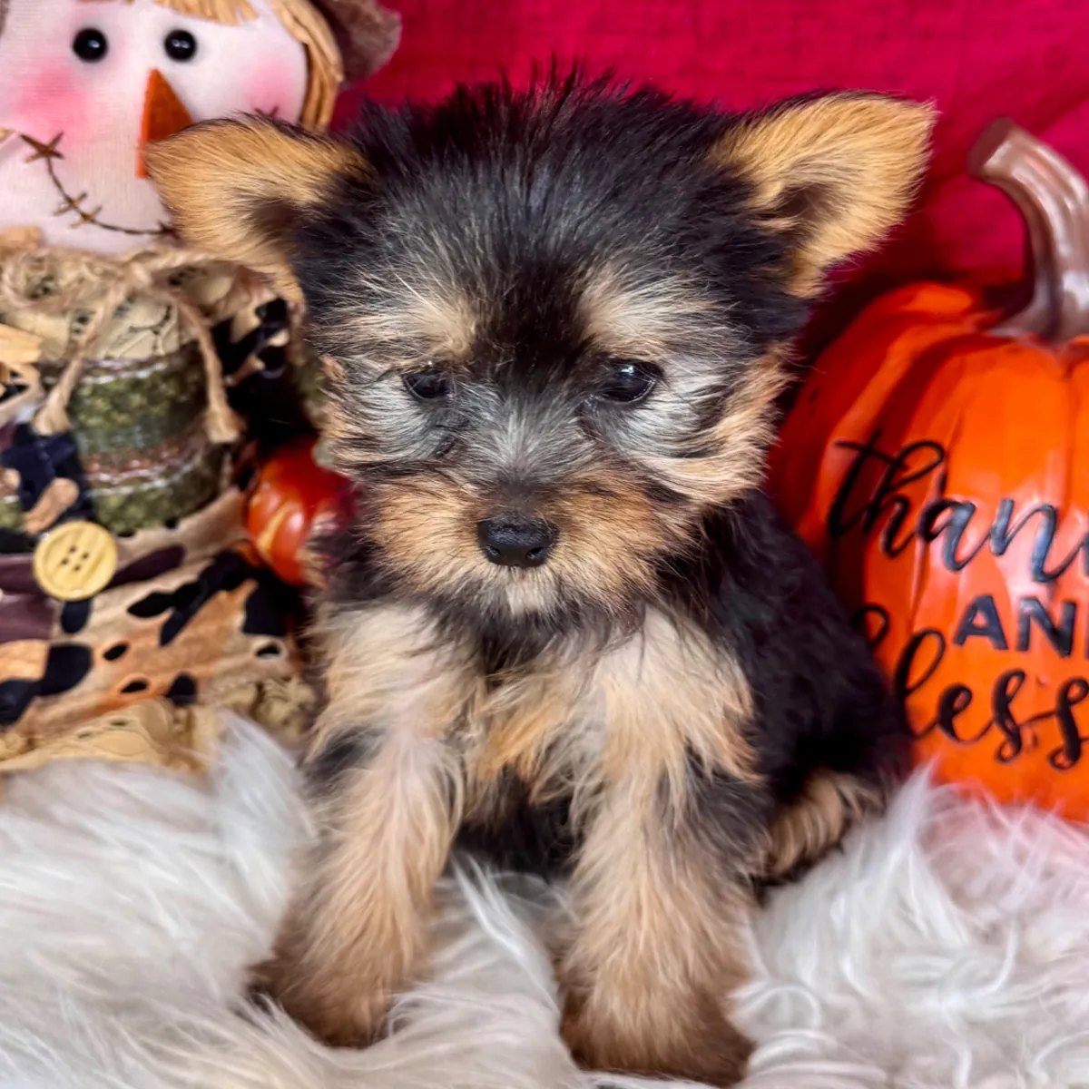 Chiots Yorkshire Terrier Disponibles
