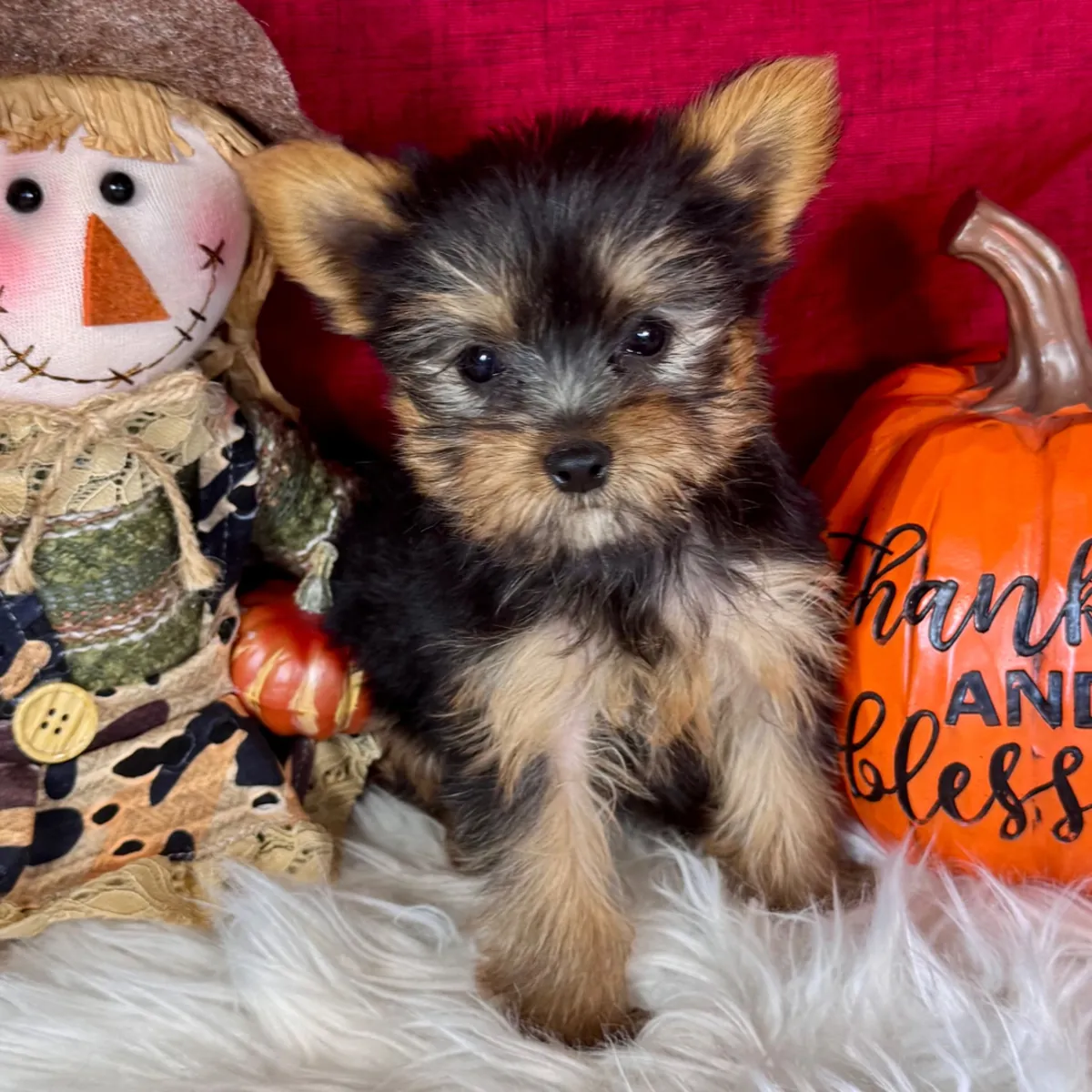 Chiots Yorkshire Terrier Disponibles