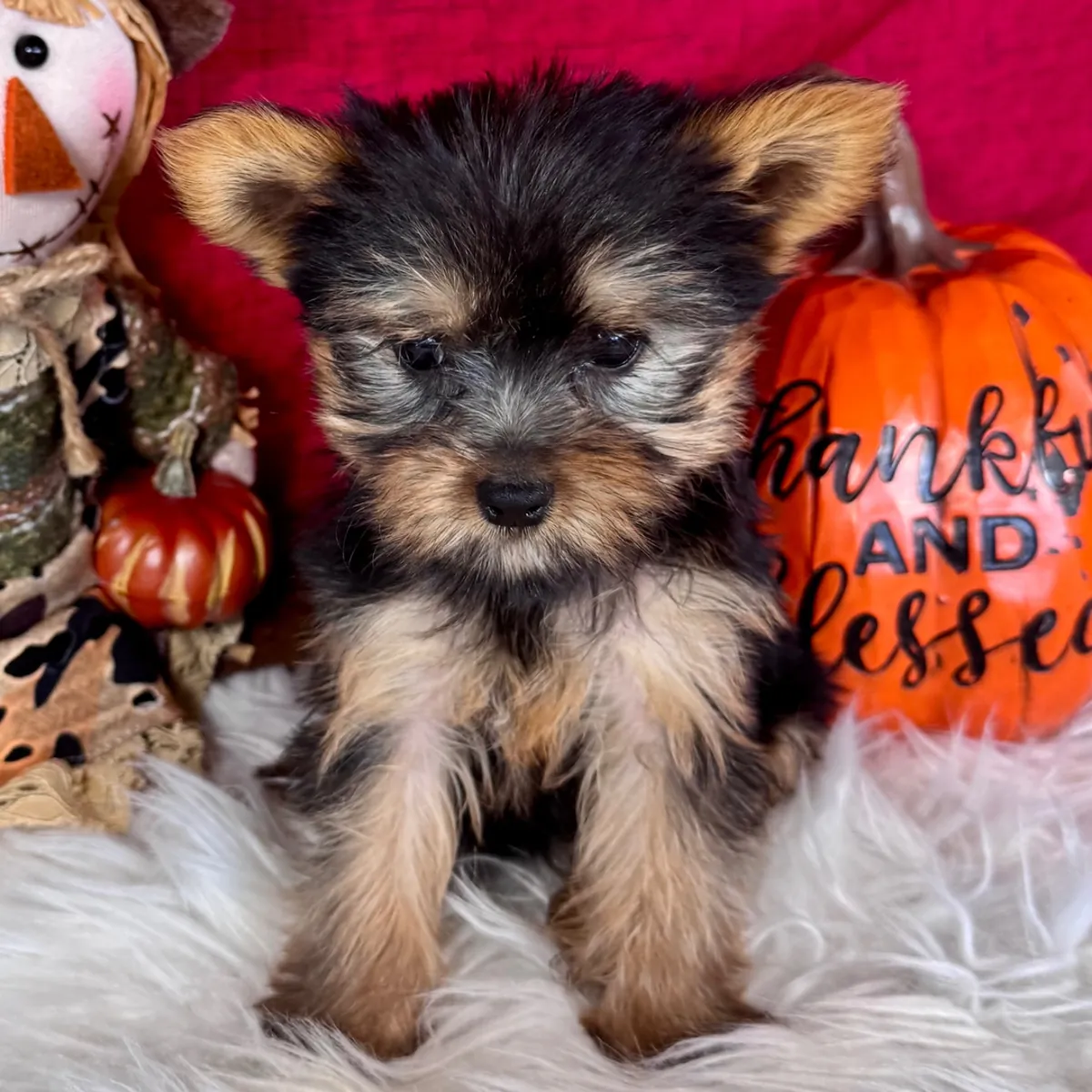 Chiots Yorkshire Terrier Disponibles