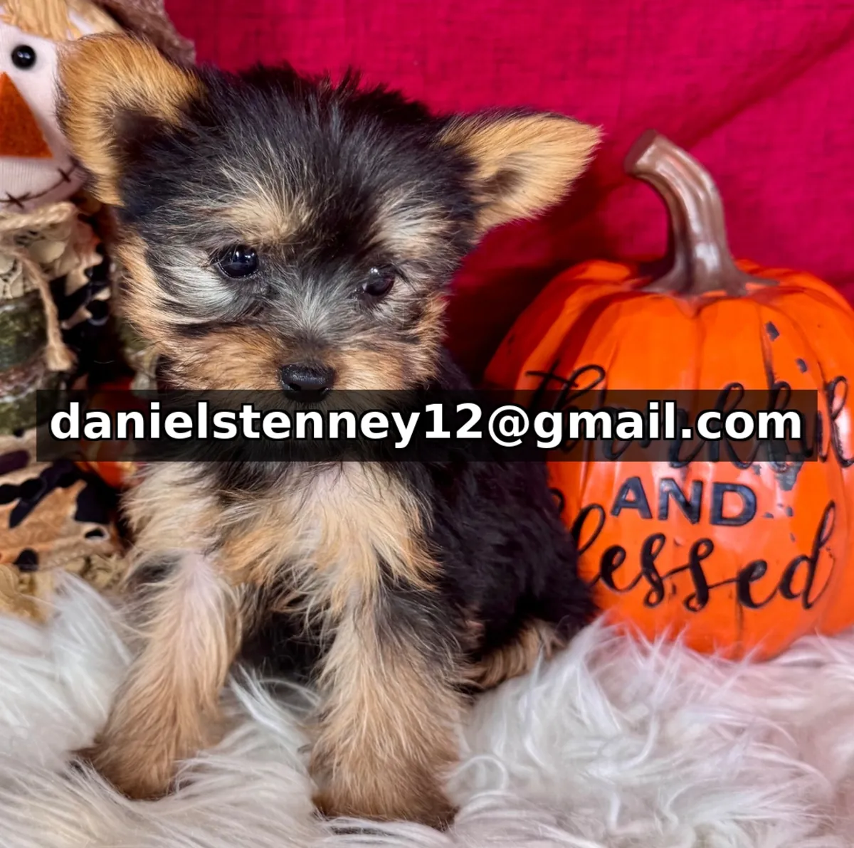 Chiots Yorkshire Terrier Disponibles