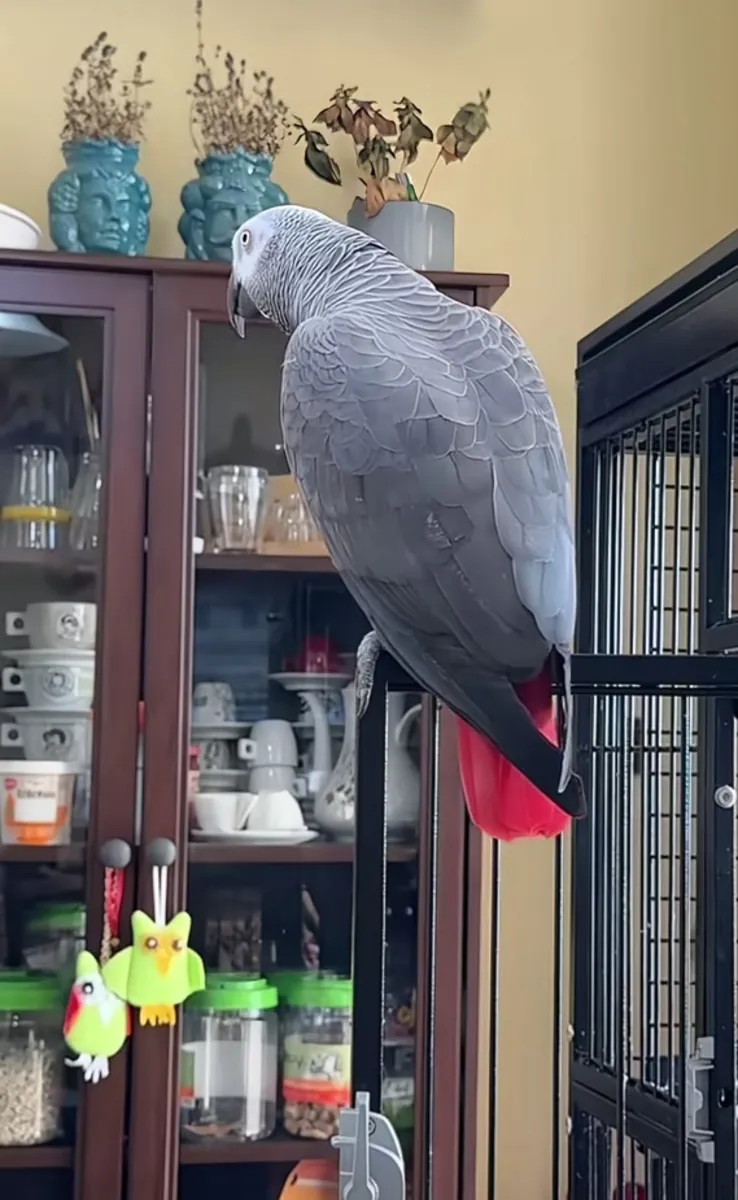 Ofrezca mi loro GRIS DU GABON