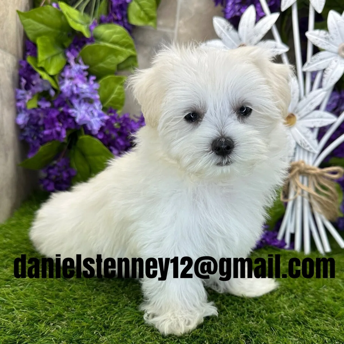 Maltese Puppies Available