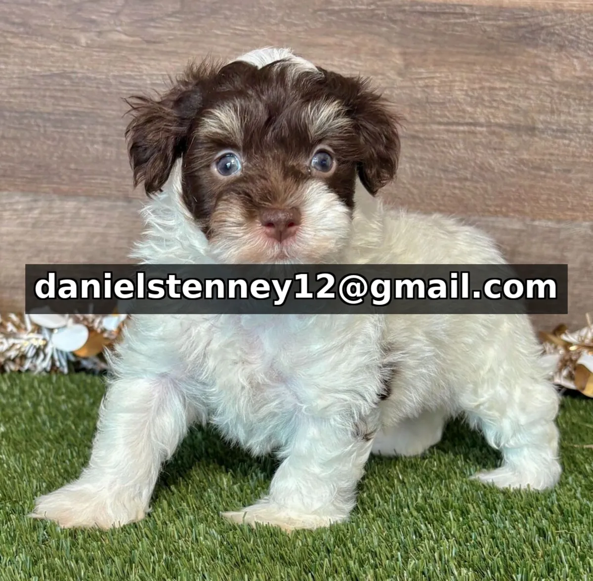 Maltipoo Puppies Available