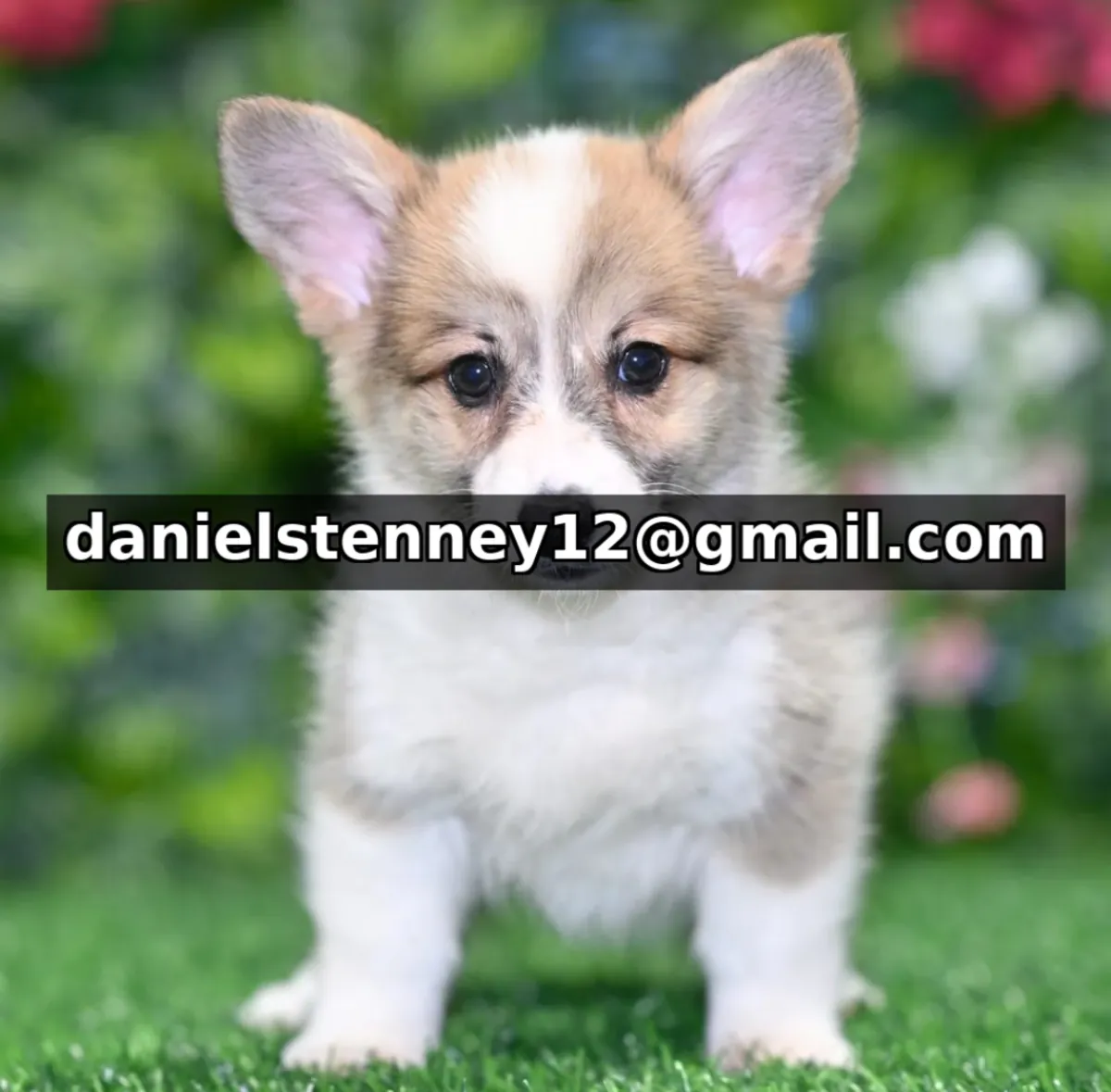Pembroke Welsh Corgi yavruları