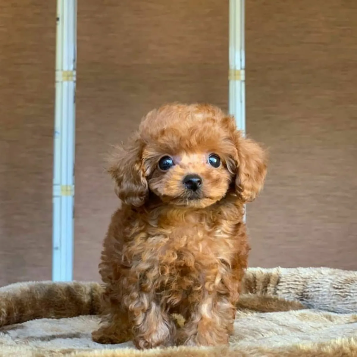 可爱的贵宾犬幼犬现已上市，准备交付