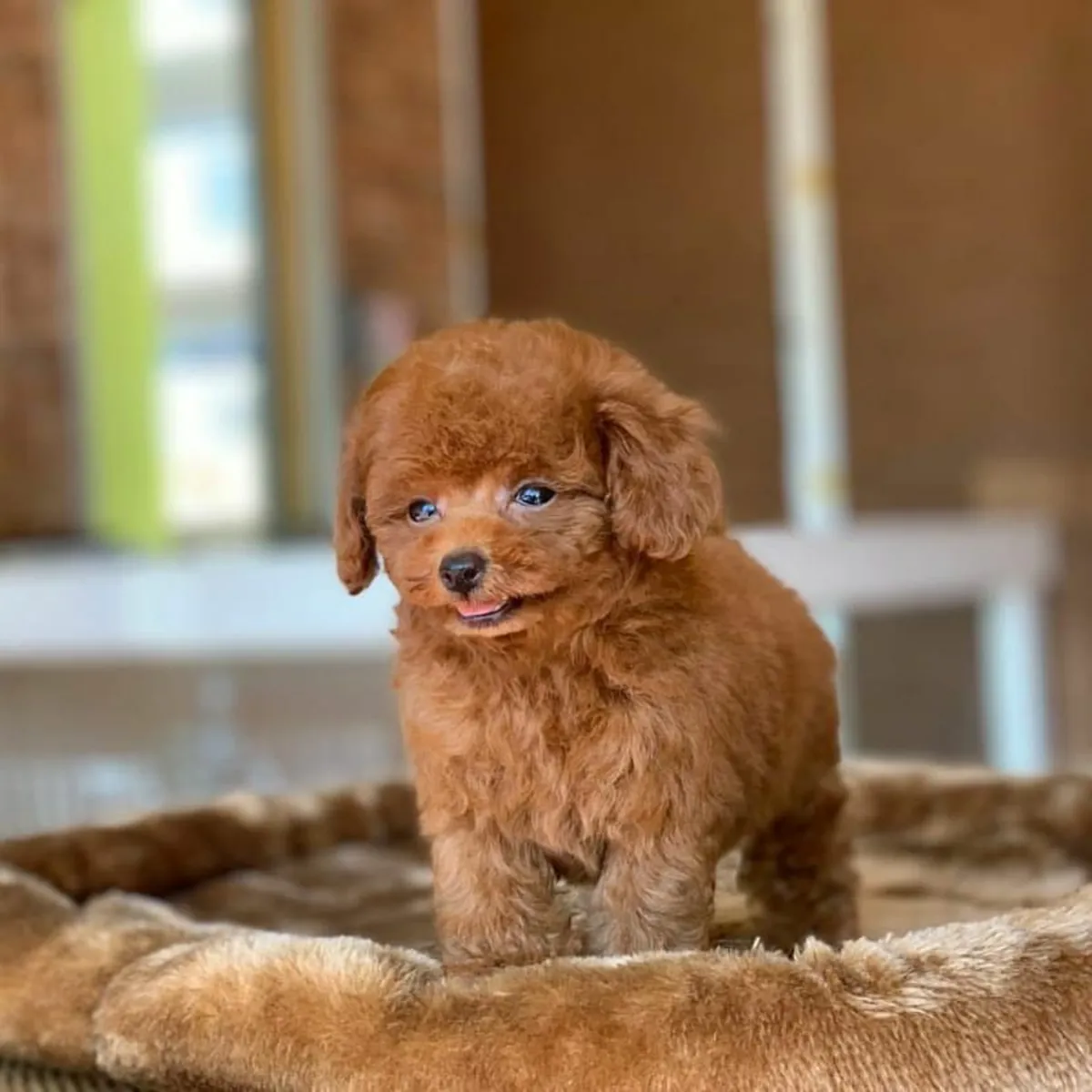 准备回家的贵宾犬幼崽