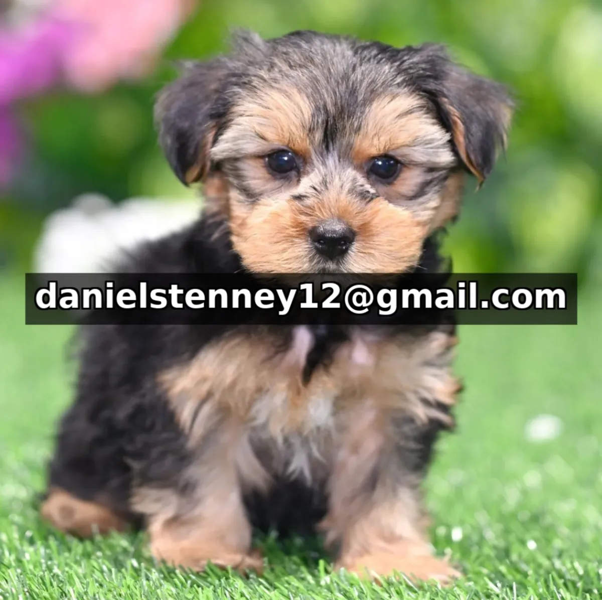 Yorkie yavruları