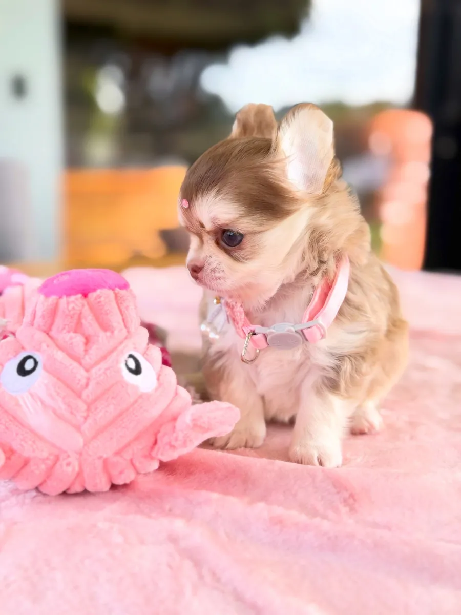 Yeni bir ev için hazır Chihuahua yavrusu