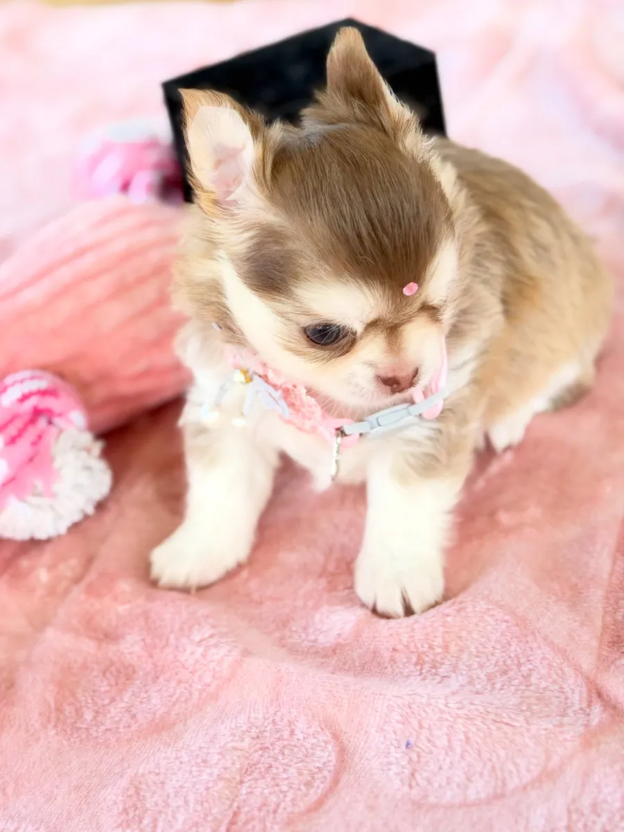 Yeni bir ev için hazır Chihuahua yavrusu