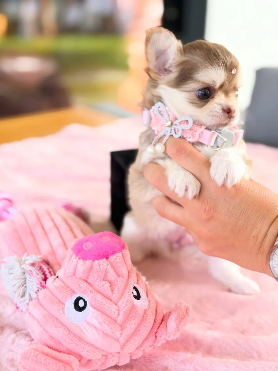 Chihuahua yavrusu sonsuza dek evi için hazır