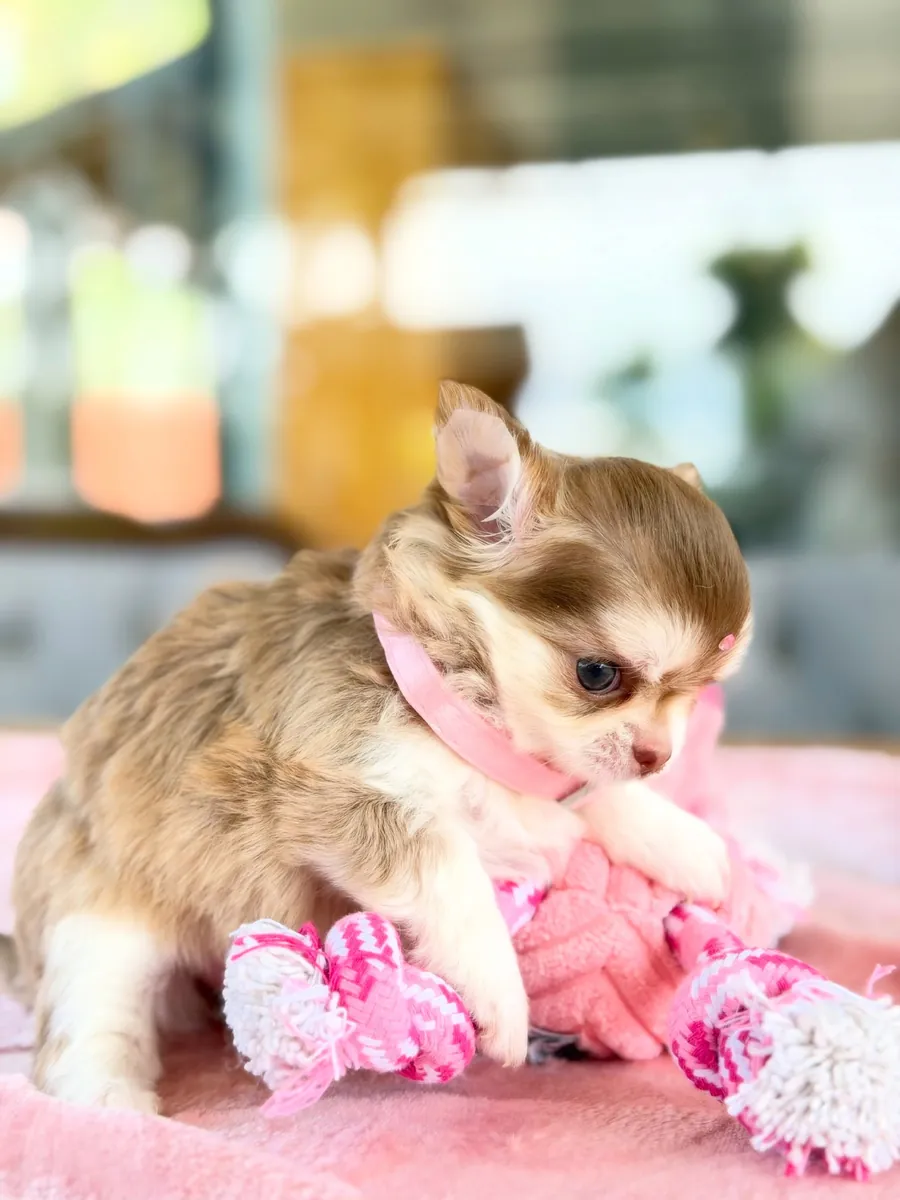 Chihuahua yavrusu sonsuza dek evi için hazır