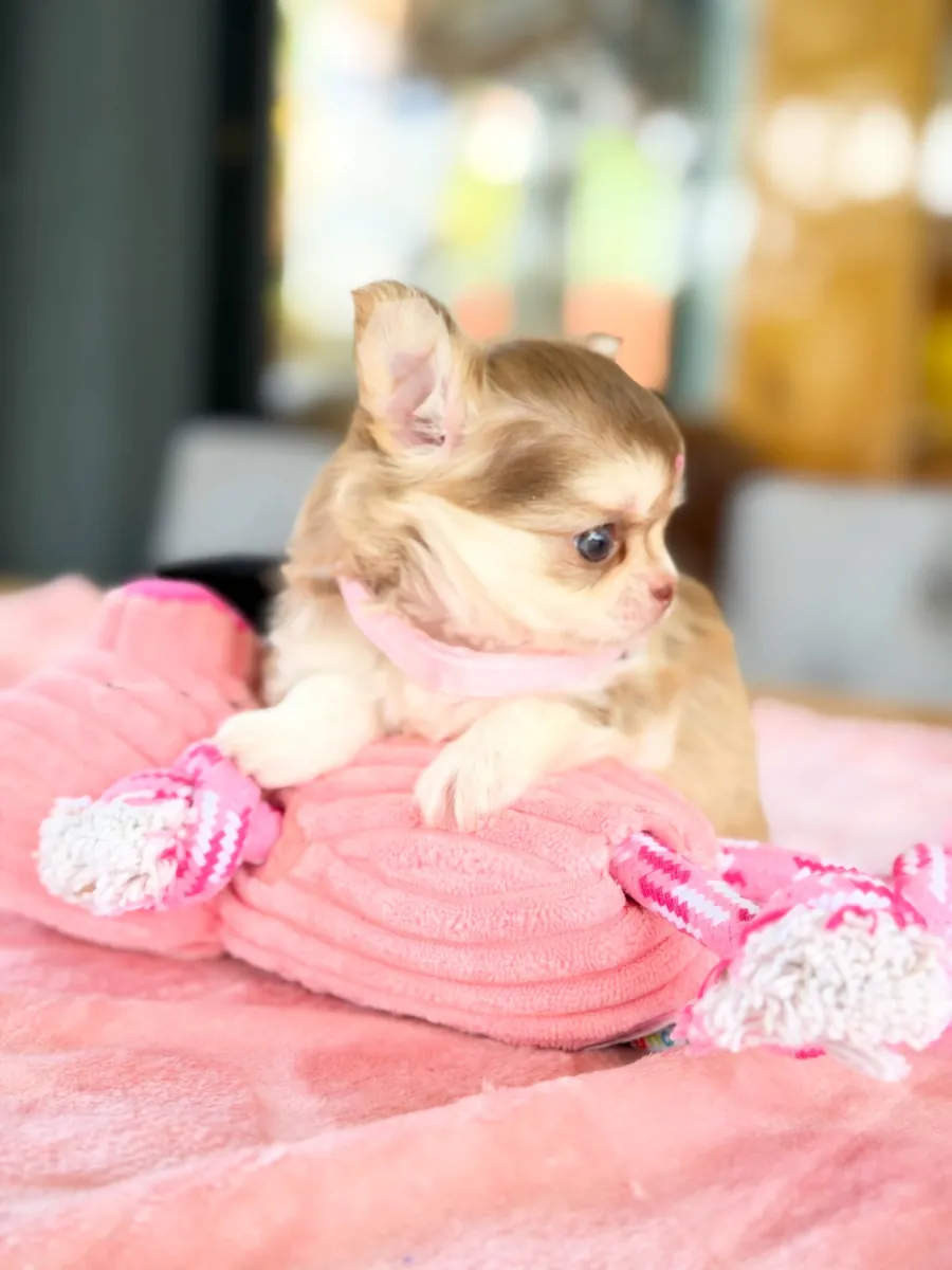 Chihuahua yavrusu sonsuza dek evi için hazır