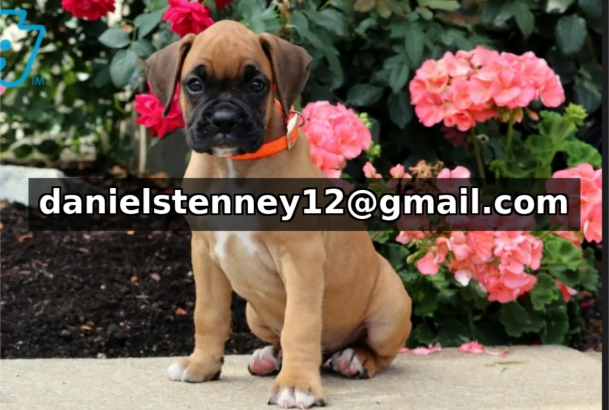 Boxer Puppies Available