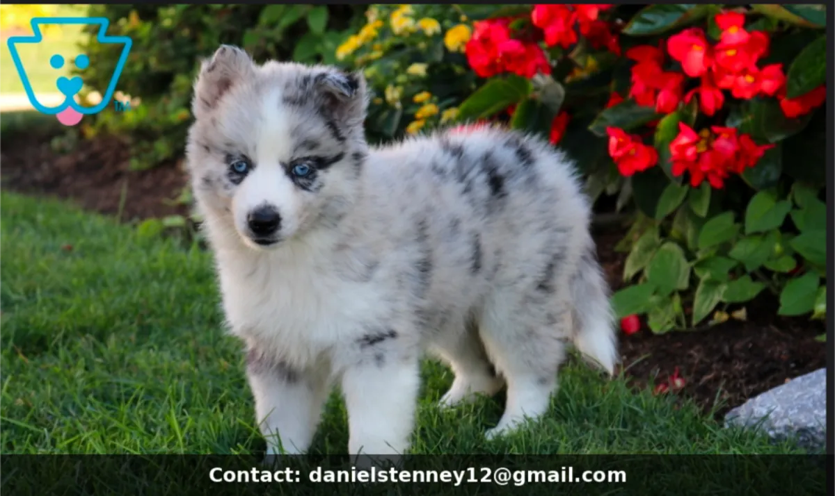 可爱的Pomsky小狗