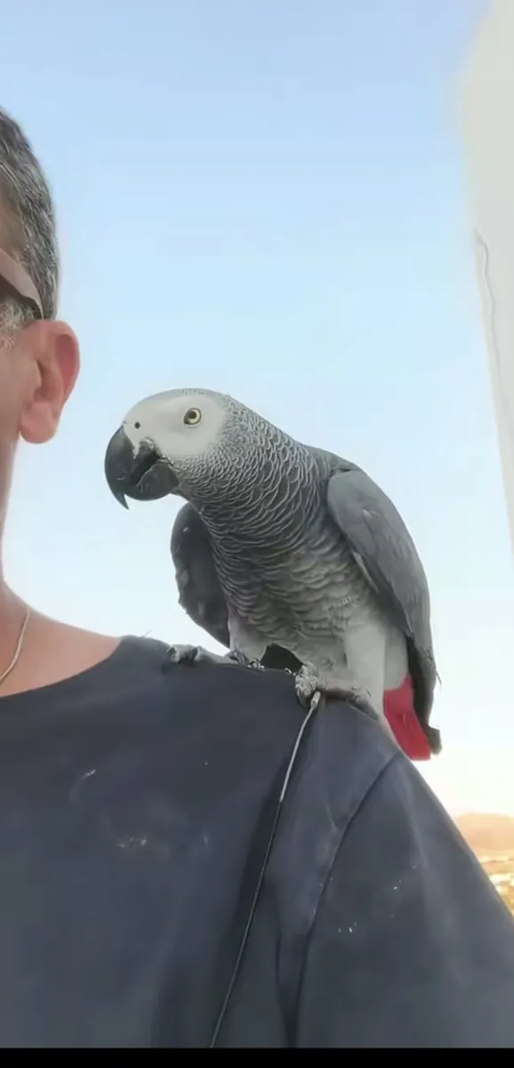 Sadece bir Gabon Gri Papağanı teklifi