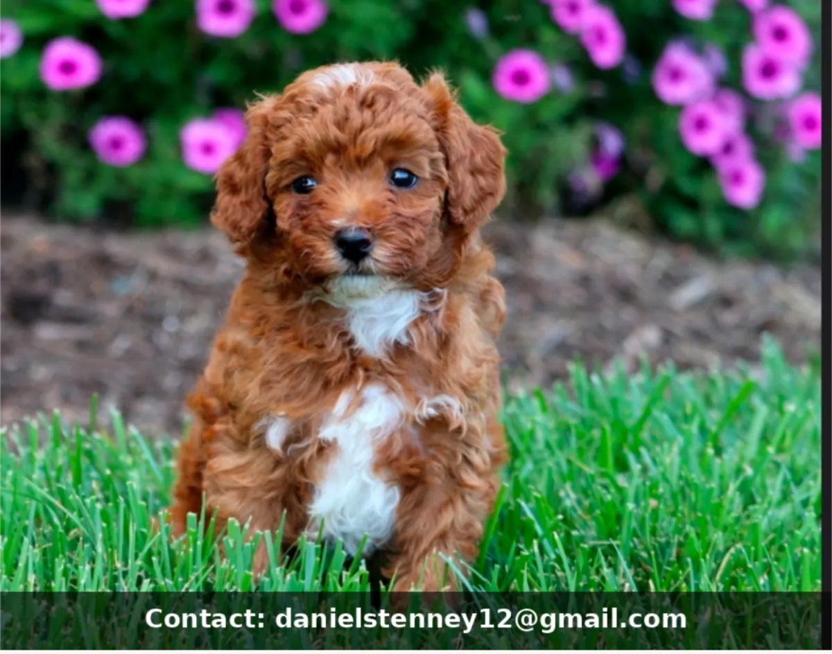 Sevimli Toy Poodle yavrusu