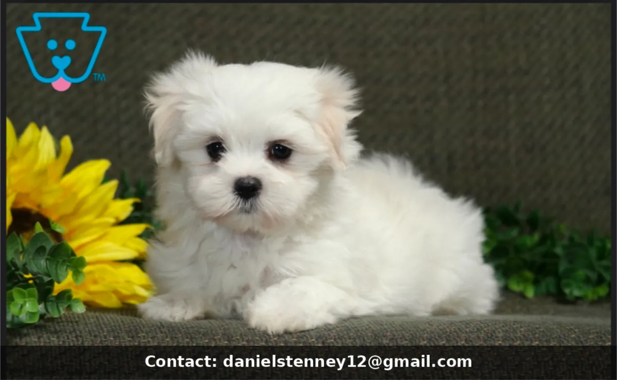 Maltese Puppies
