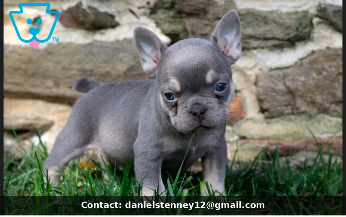Loving French Bulldog Puppy