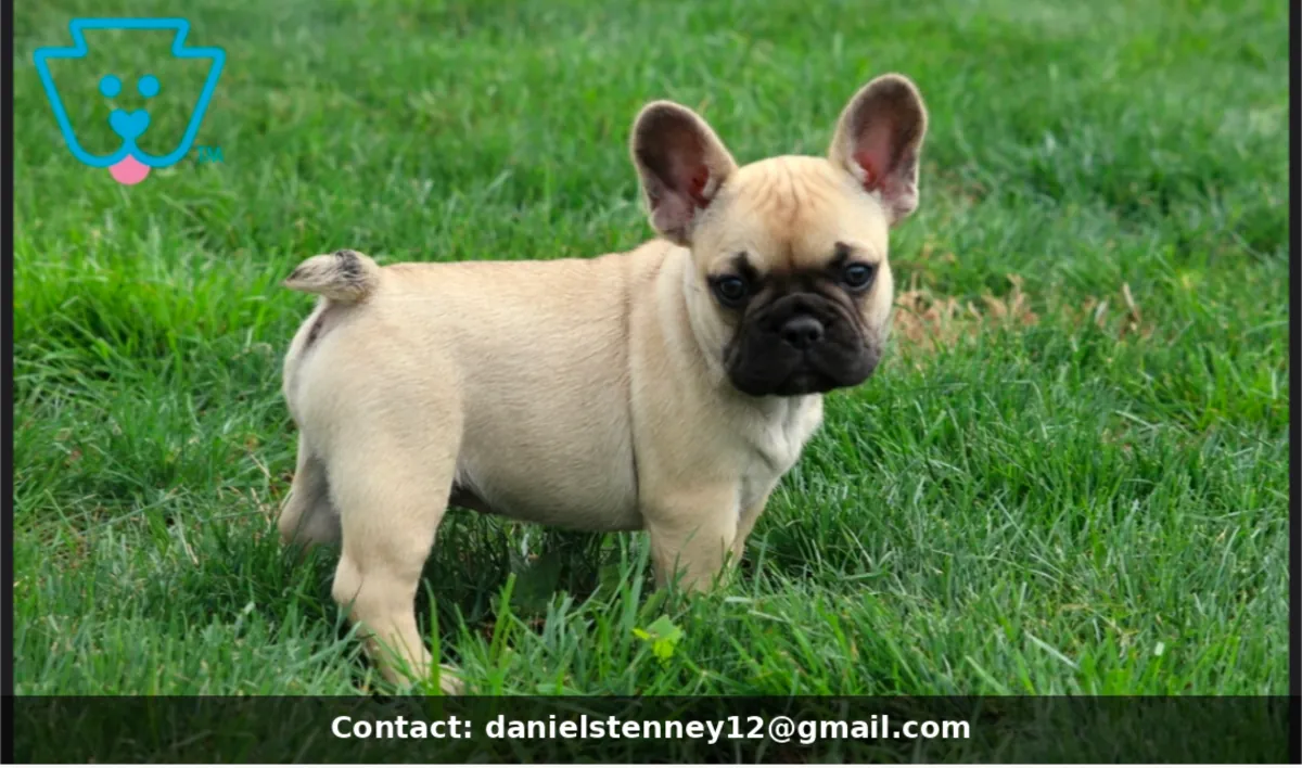 Sweet French Bulldog Puppies