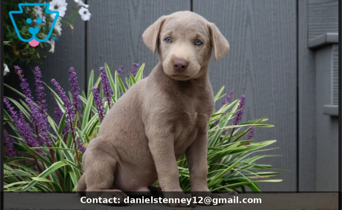 handsome Silver Lab  Puppy