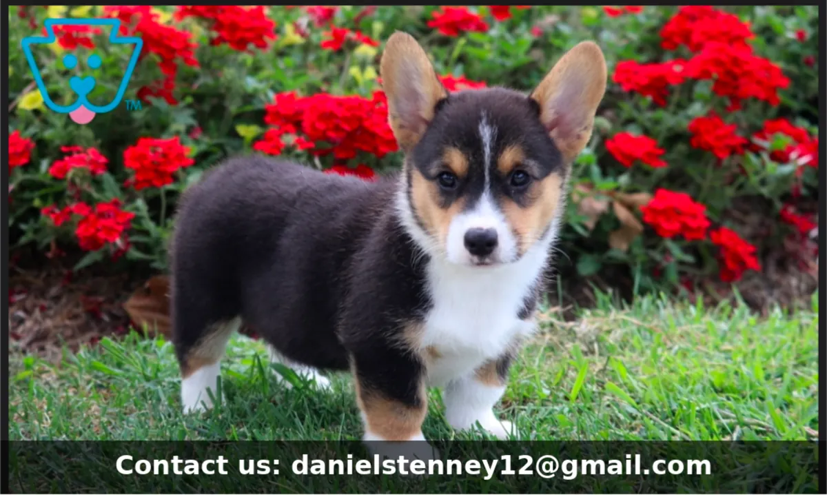 sevimli Welsh Corgi Yavru