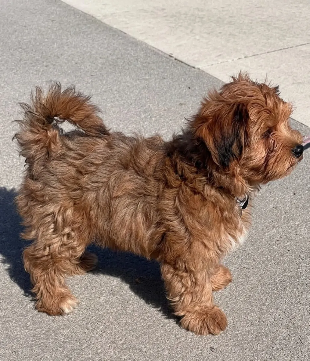 Bosco Havanese yavrusu