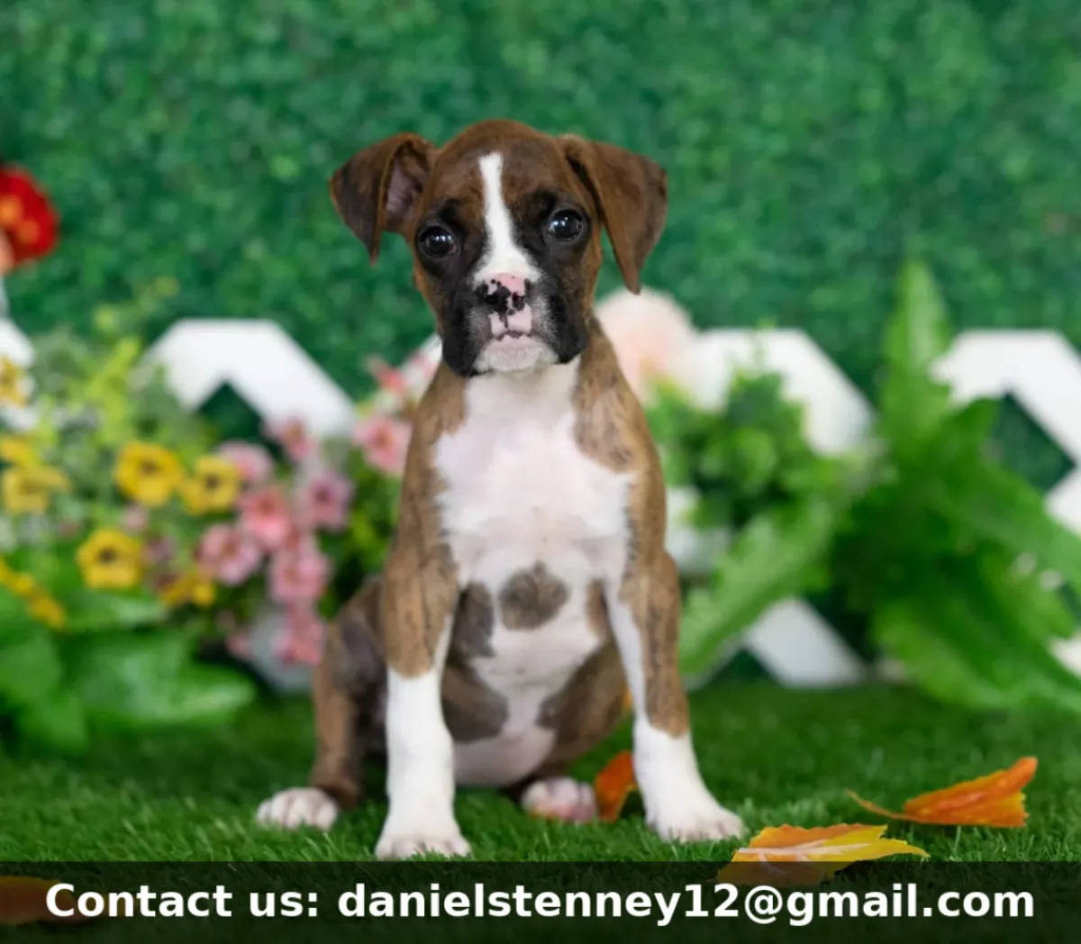 Charming Boxer puppy 