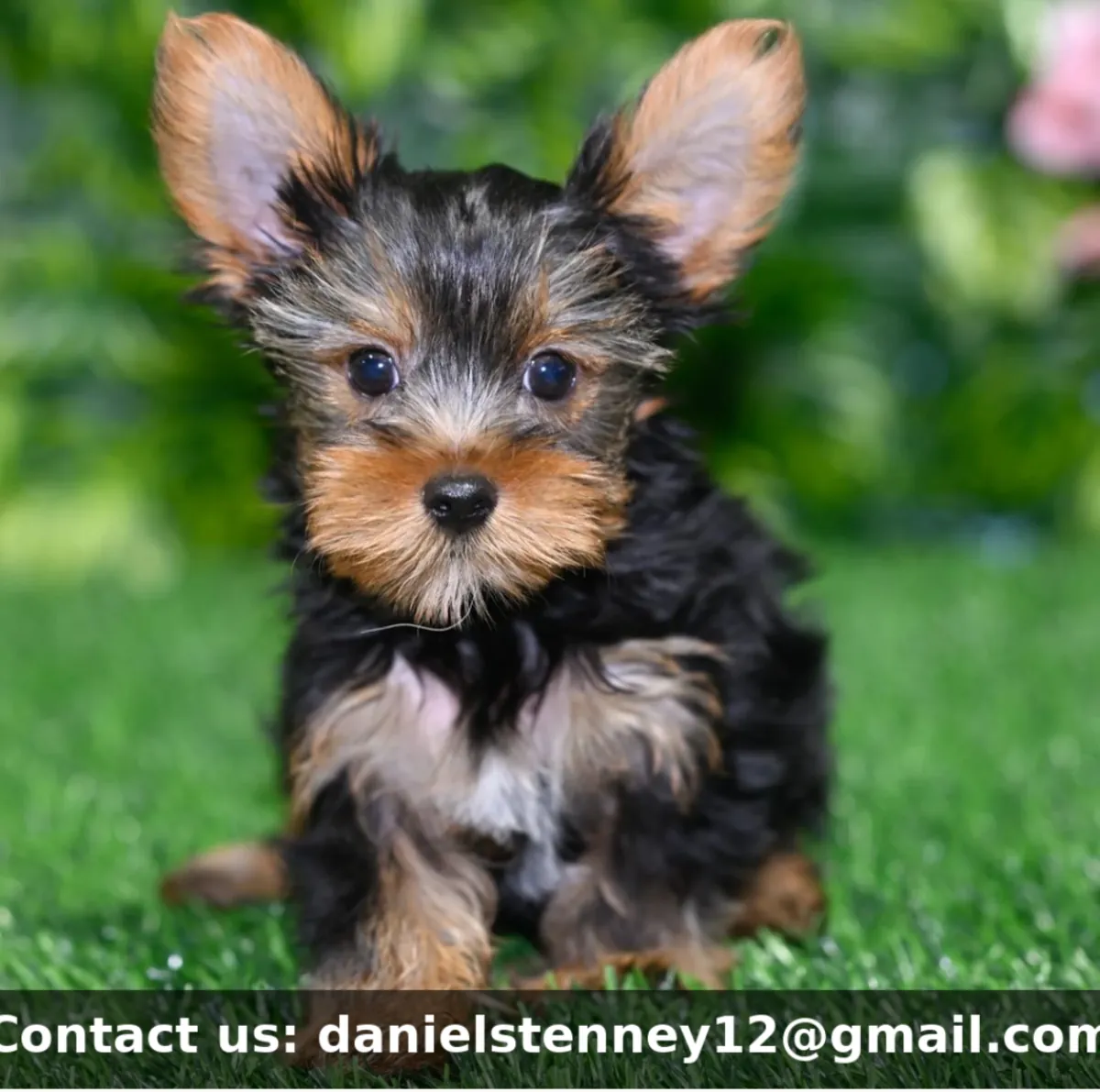 Chiot Yorkshire Terrier
