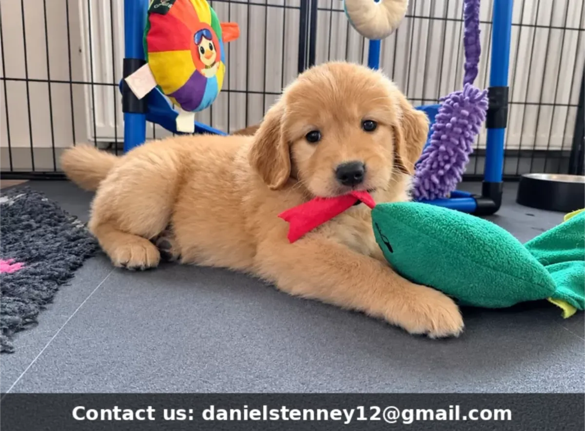 Golden Retriever puppies
