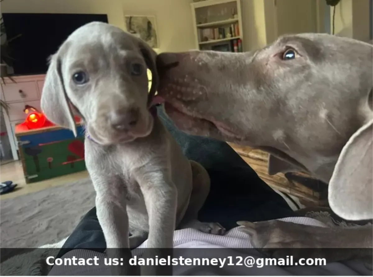Weimaraner yavruları