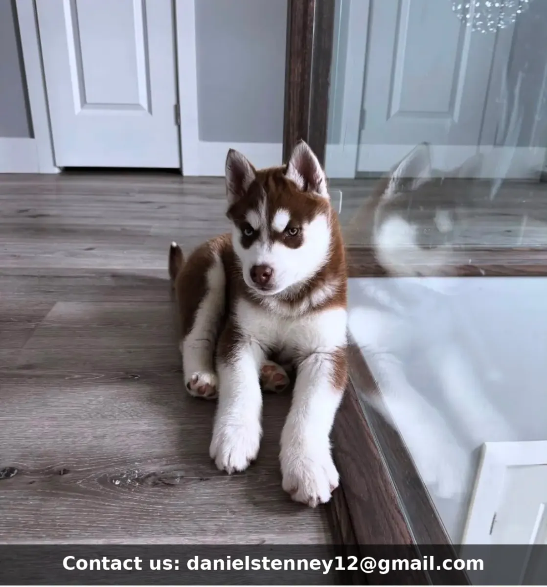 Siberian Husky puppies 