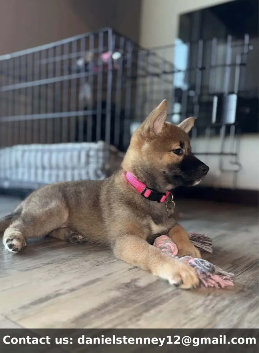 红芝麻柴犬幼犬