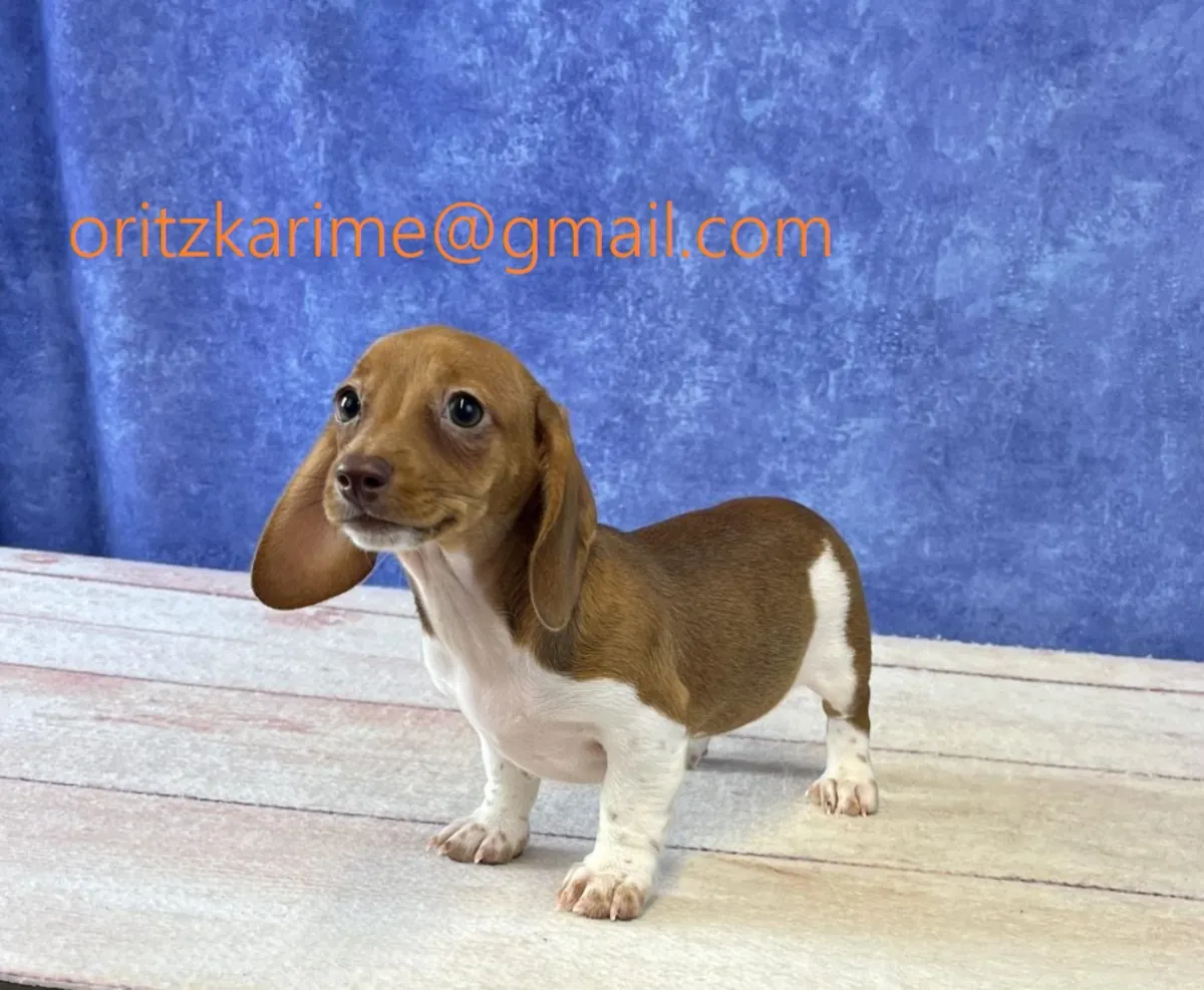 Plus qu'un chiot, un petit meilleur ami.