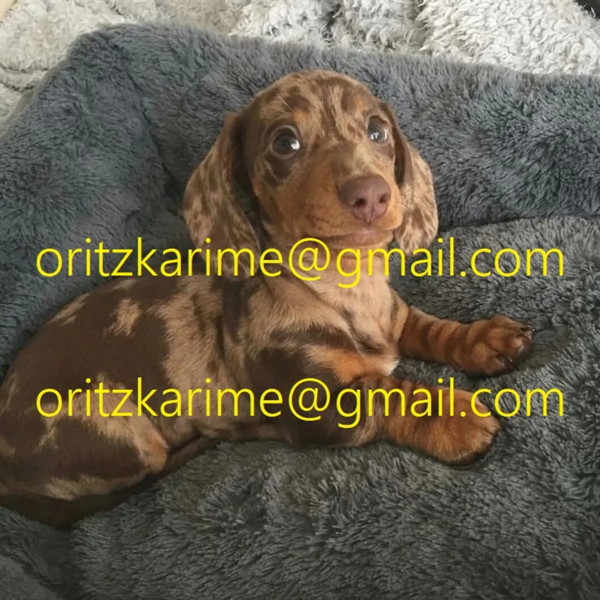 Il grandira, mais l'amour sera de plus en plus grand 🐾❤️