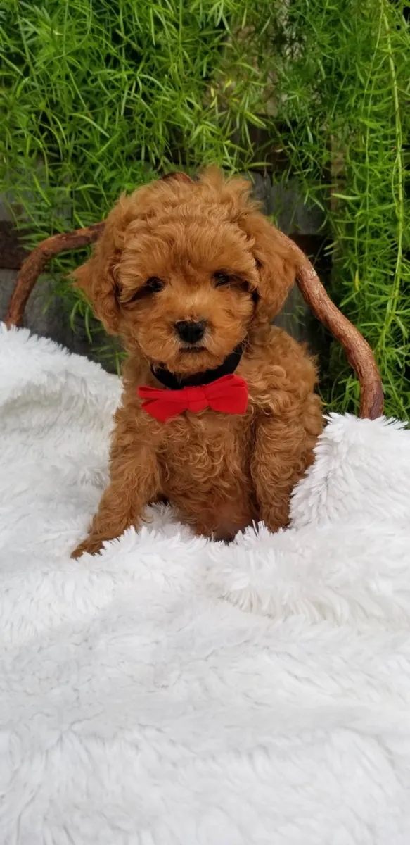 纯种玩具贵宾犬幼犬