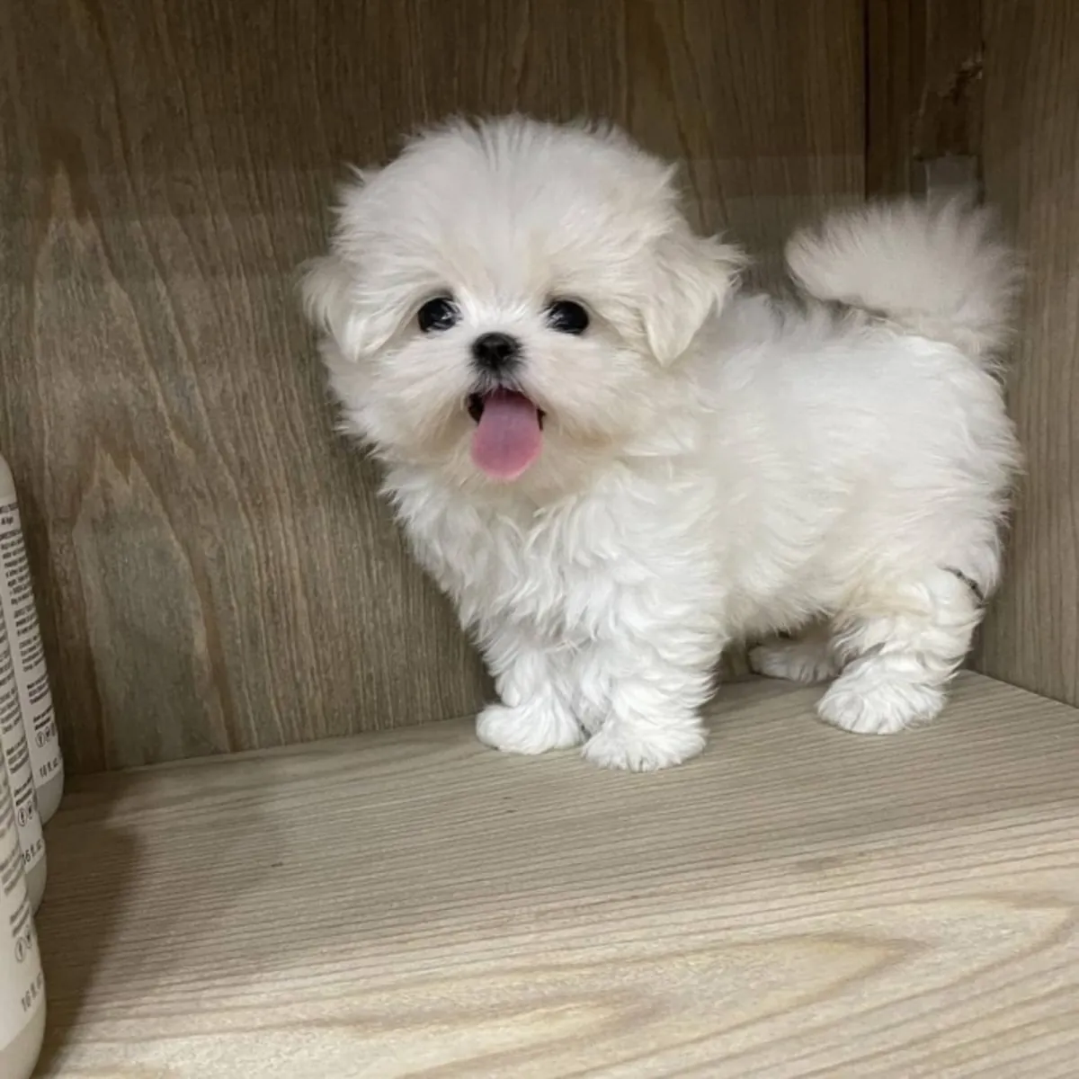 Chiots caniche toy à bon prix