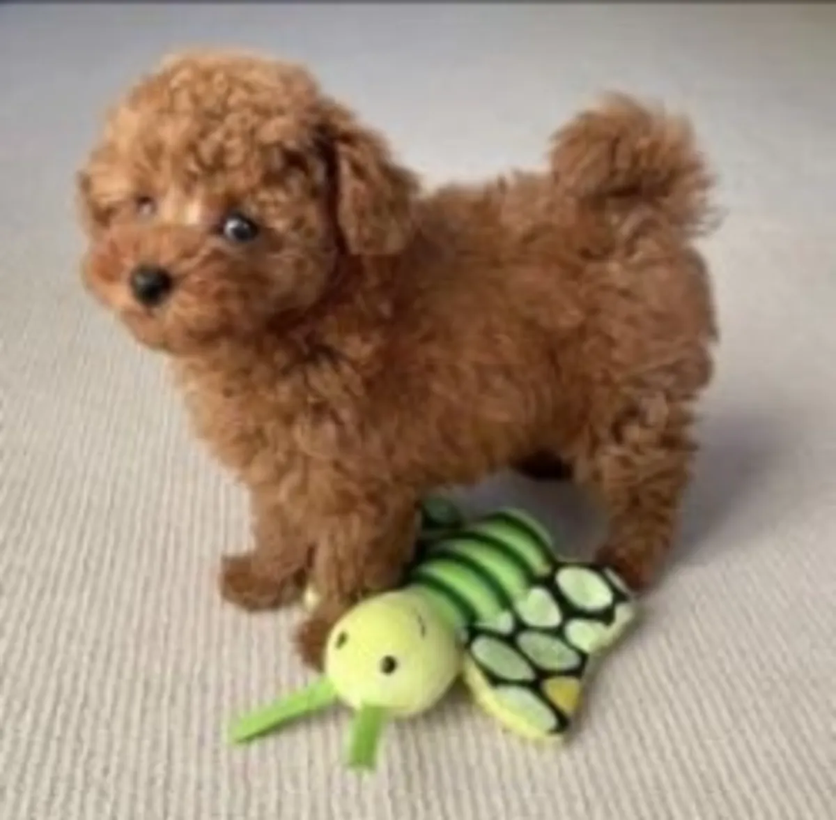 Mükemmel safkan toy poodle yavruları