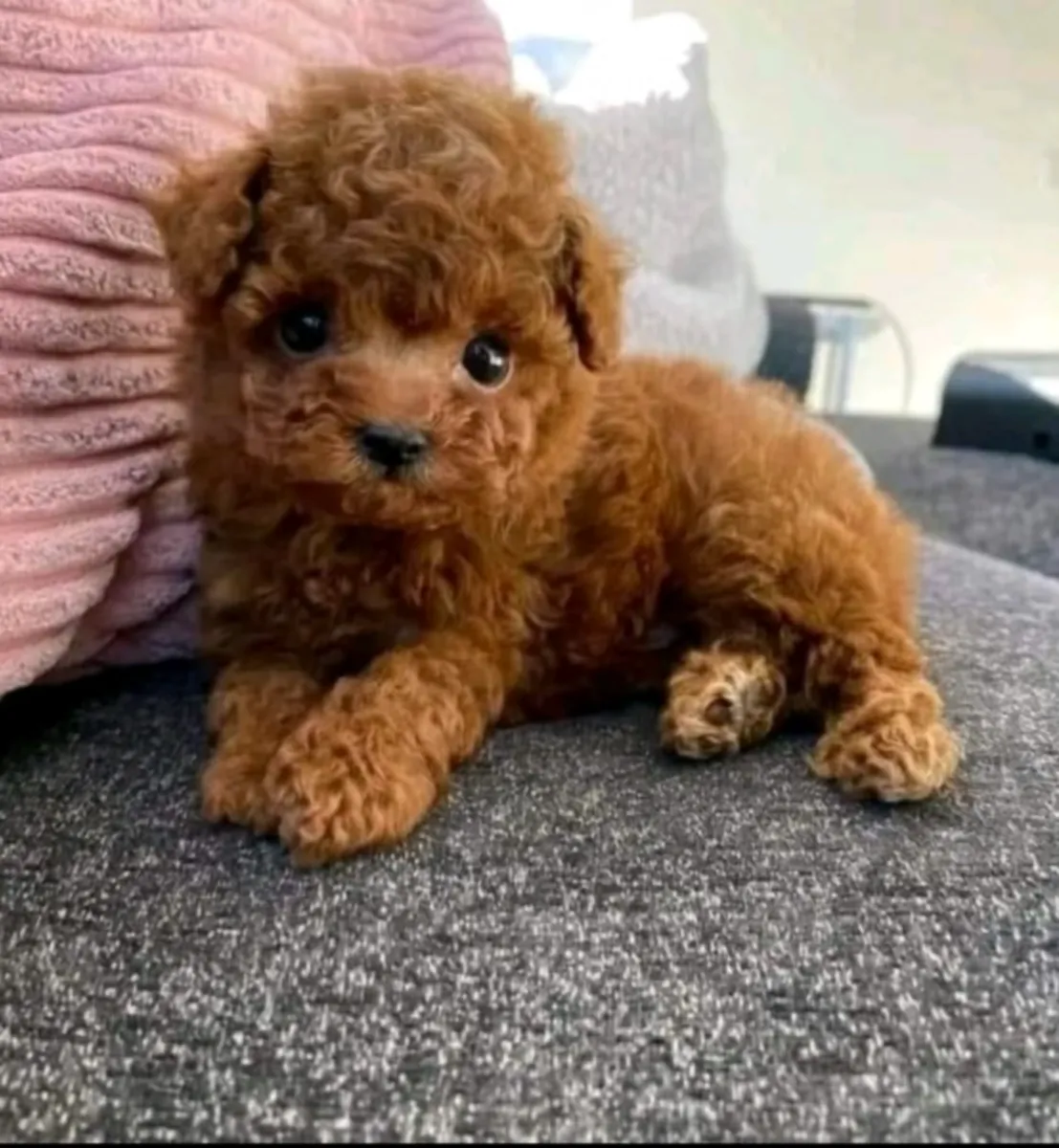 Sevimli toy poodle yavruları