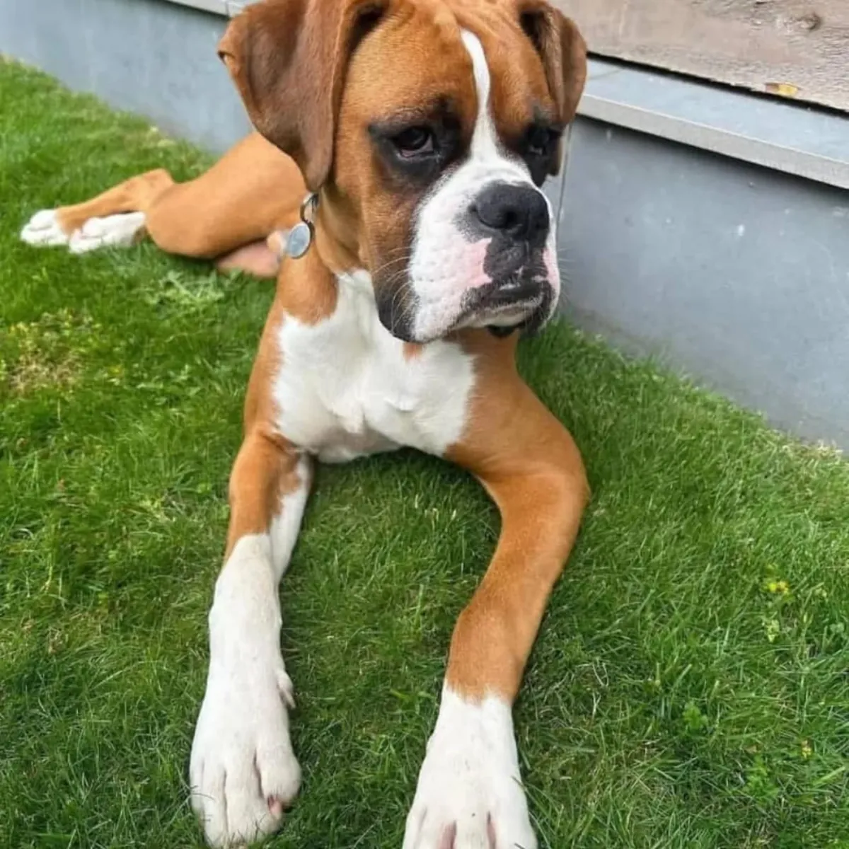 Superbes chiots bouledogue disponibles.