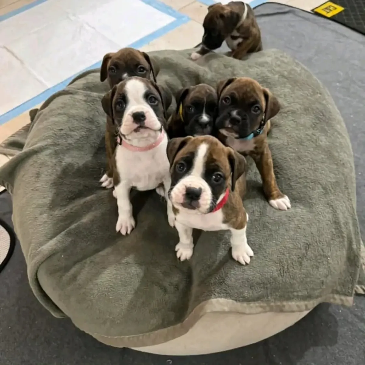 Cachorros bóxer disponibles
