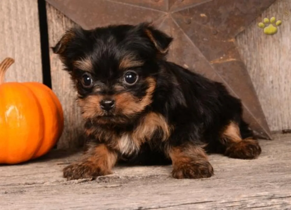 Cachorros Yorkshire registrados listos para entrega