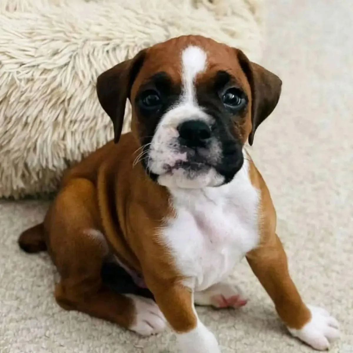 Cachorros de bóxer de raza pura