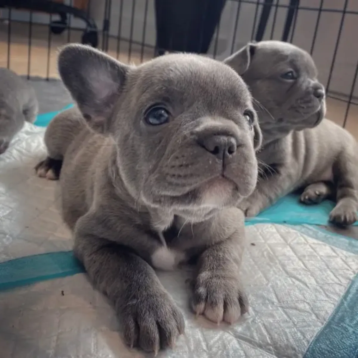 Sevimli Fransız bulldog yavruları evlat edinme