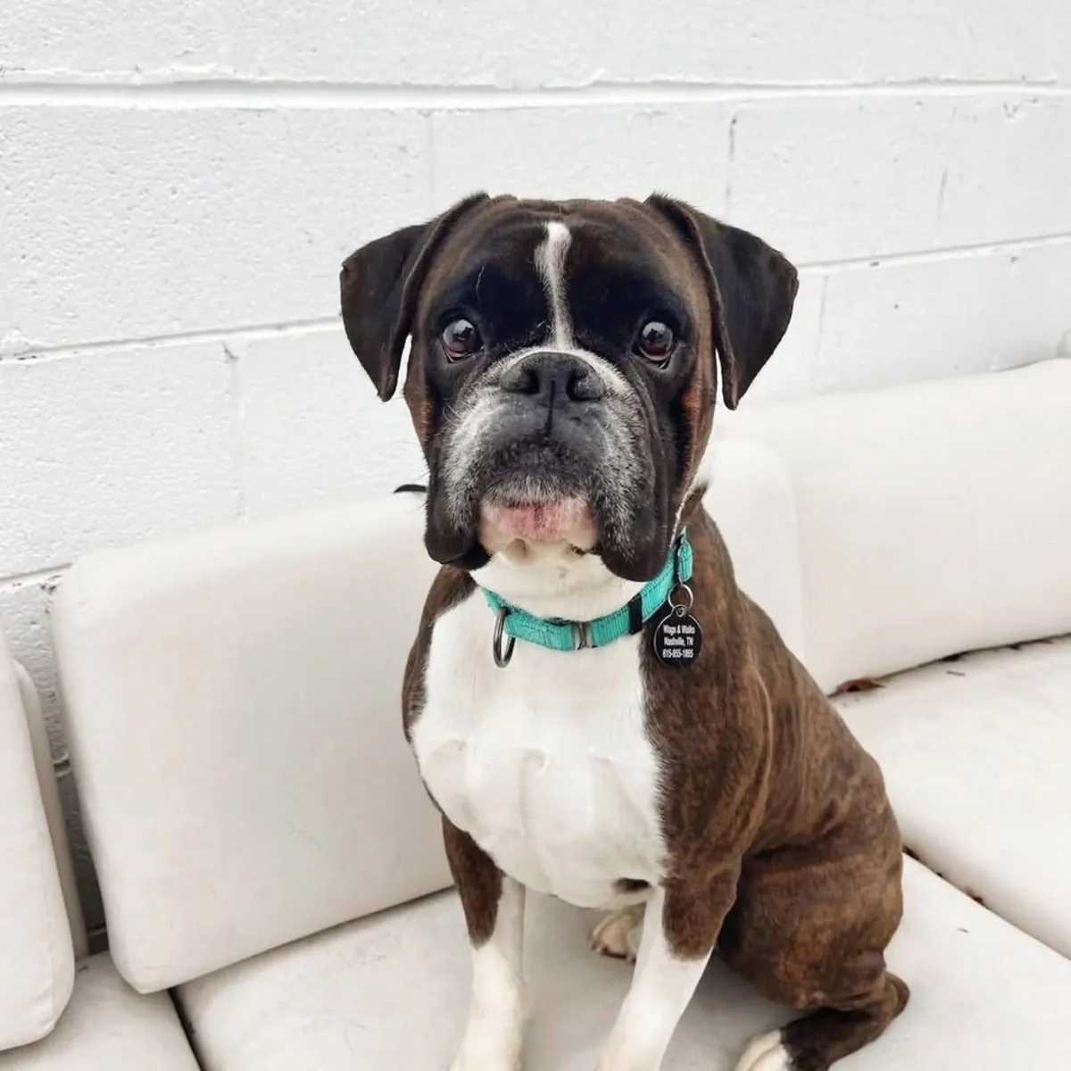 AKC kaydı olan "teacup" (mini) boyutunda boxer yavruları