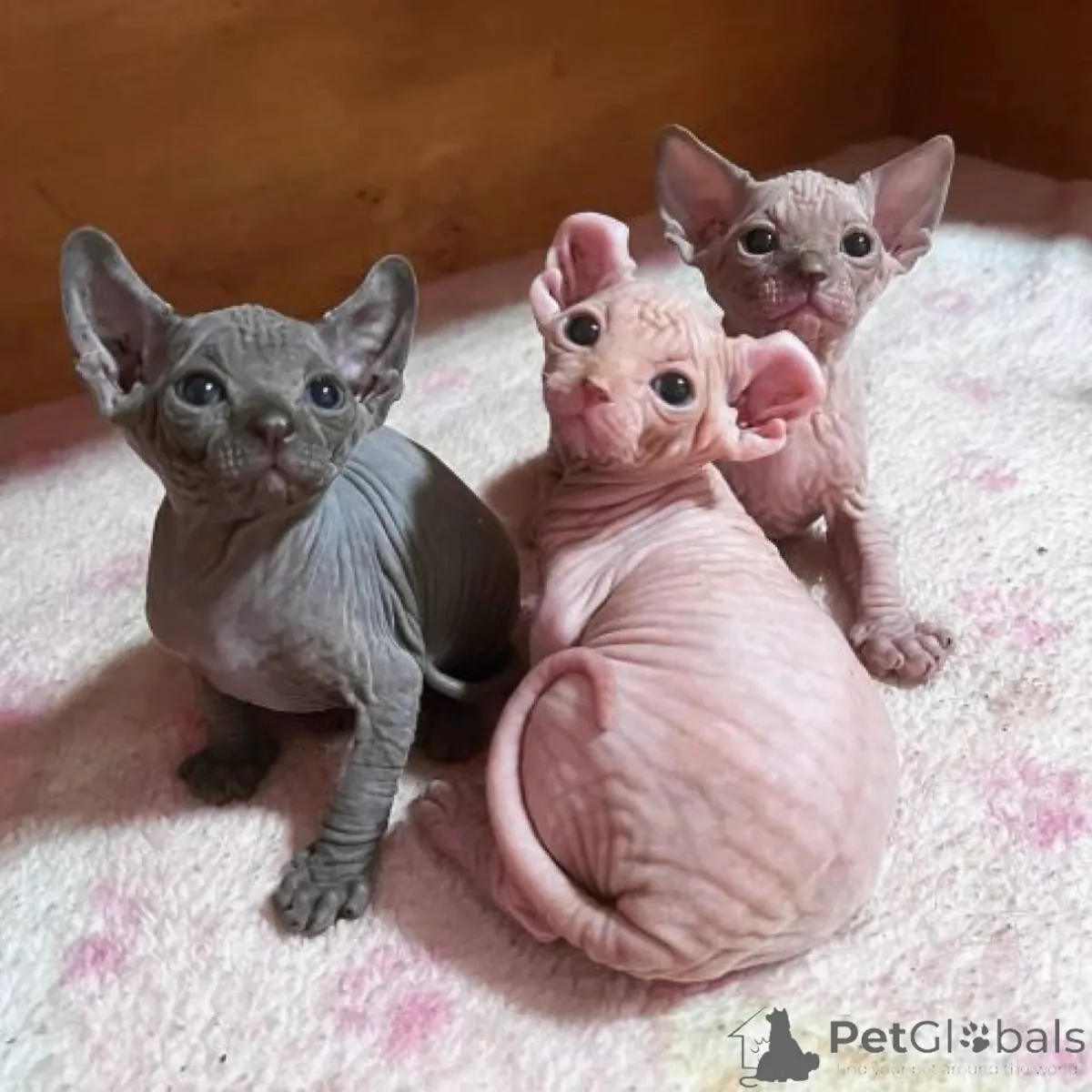 可爱的斯芬克斯小猫