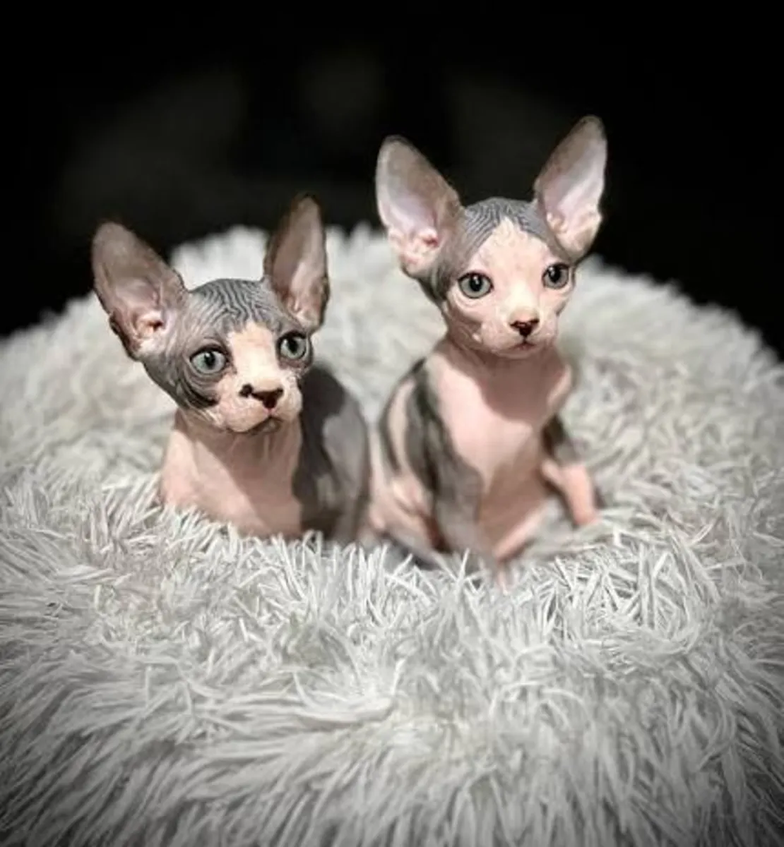 Sphynx yavruları evlat edinmek için mevcut.