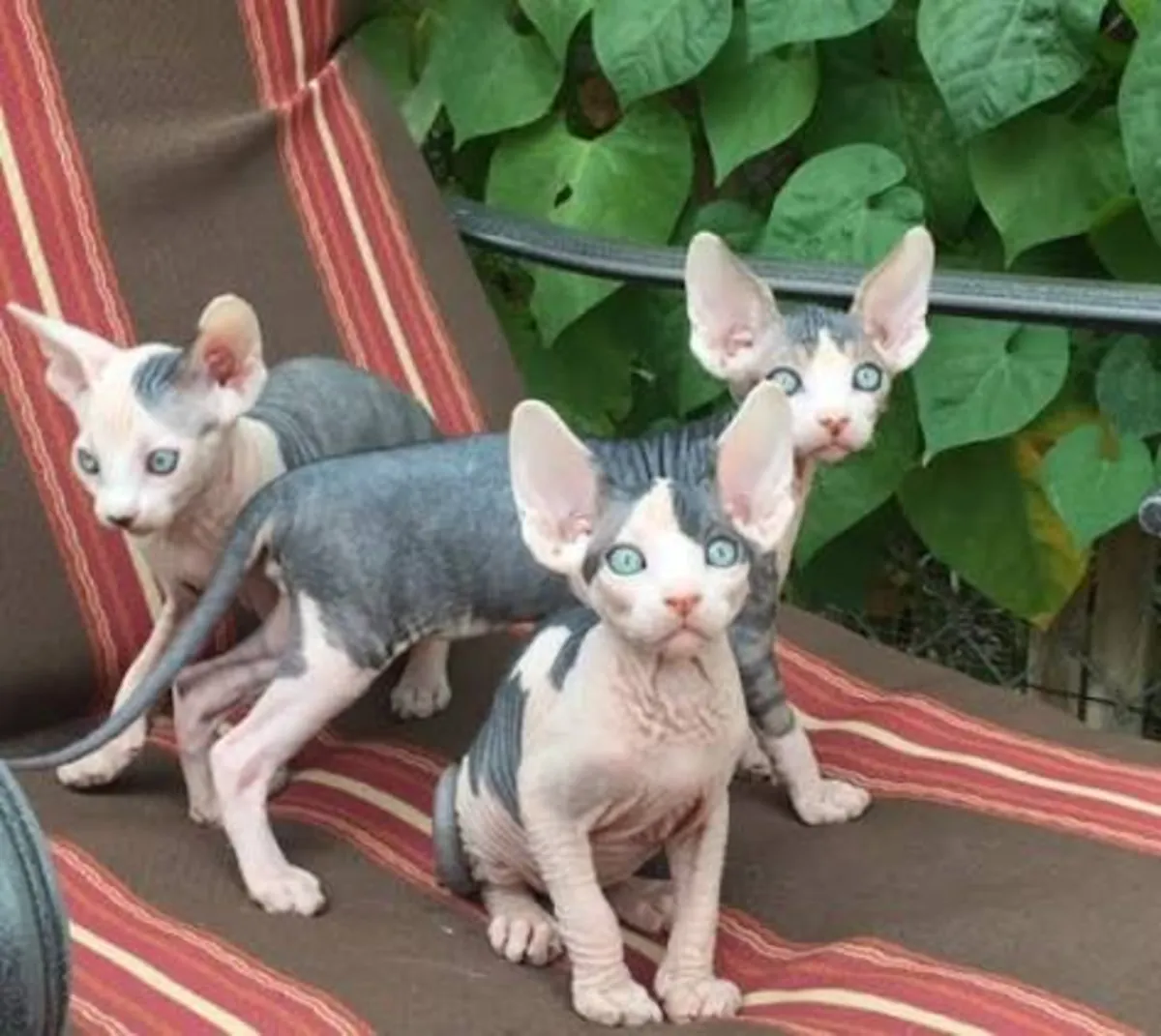 现在有无毛猫幼崽可供领养